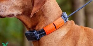 Consejos para elegir collares gps para perros con buena batería